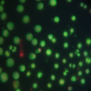 OMERO Thumbnail
