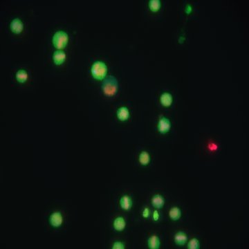OMERO Thumbnail
